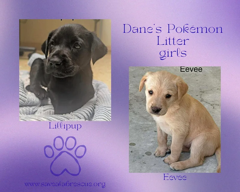 Dane’s Pokemon Litter Girls