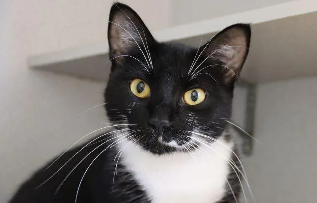 A young small-sized male Oriental Short Hair cat named Roary for adoption in Tucson, AZ