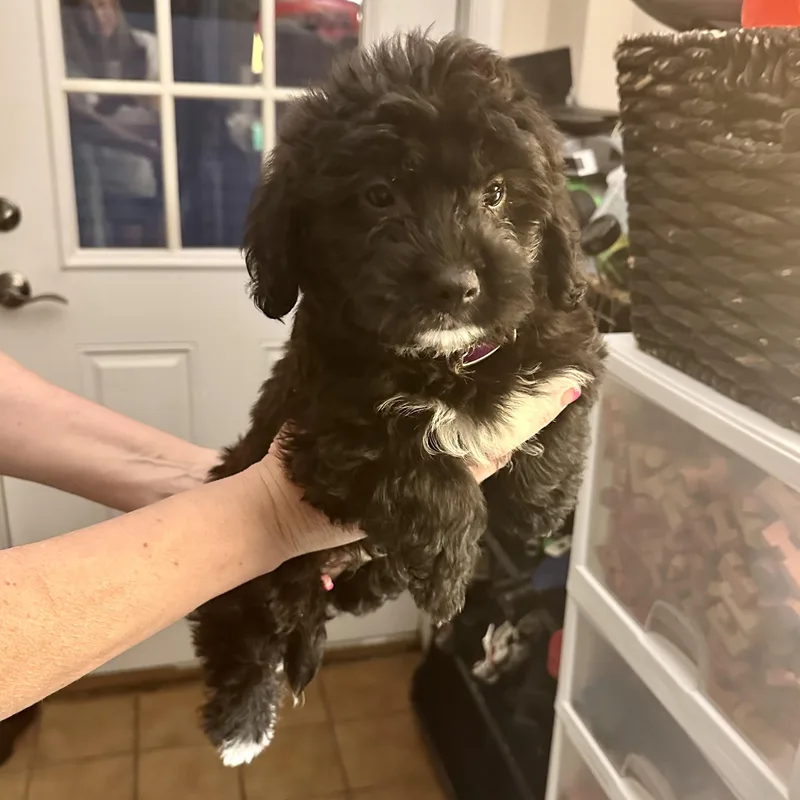A baby medium-sized male Black Miniature Poodle dog named Woody for adoption in Hillsborough, NJ