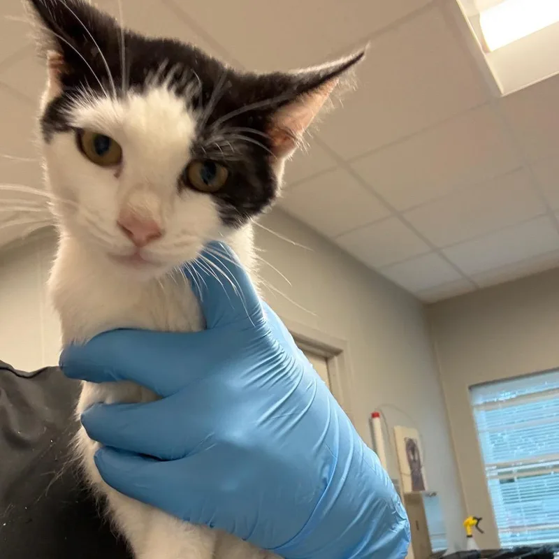 A baby small-sized female White Domestic Short Hair cat named Centar for adoption in Horn Lake, MS