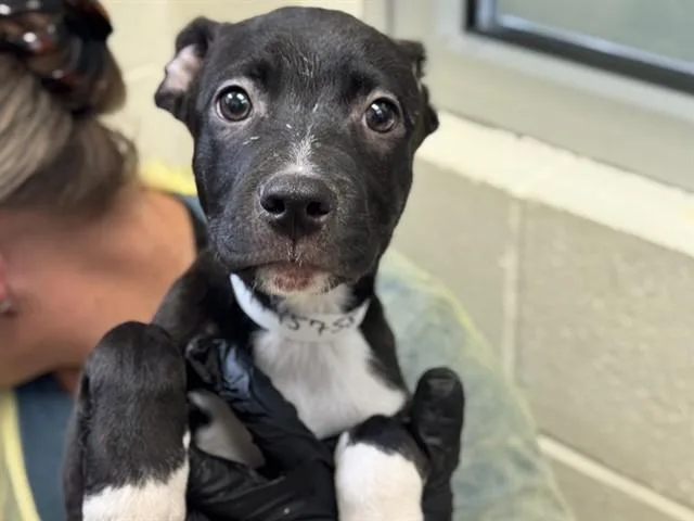 A baby small-sized male Pit Bull Terrier dog named Columba for adoption in Pueblo, CO