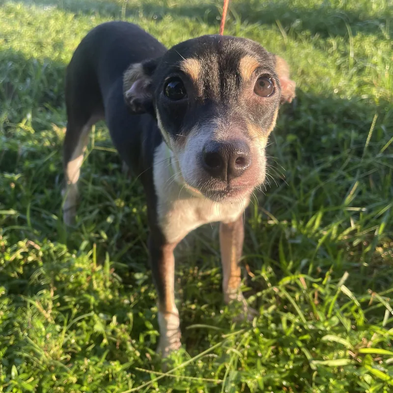 A young small-sized male Tricolor (Brown, Black, & White) Jack Russell Terrier dog named Ollie for adoption in Winnie, TX