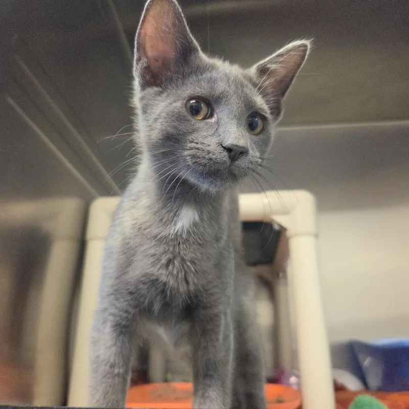 A baby small-sized female Gray / Blue / Silver Domestic Short Hair cat named Fleece for adoption in Rock Falls, IL