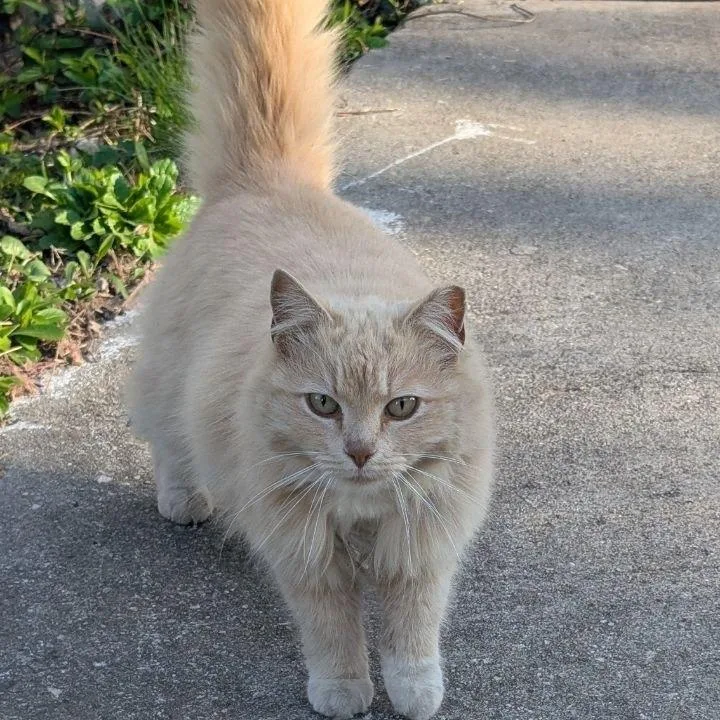 An adult small-sized female Buff / Tan / Fawn Domestic Medium Hair cat named Creampuff for adoption in Pasadena , MD