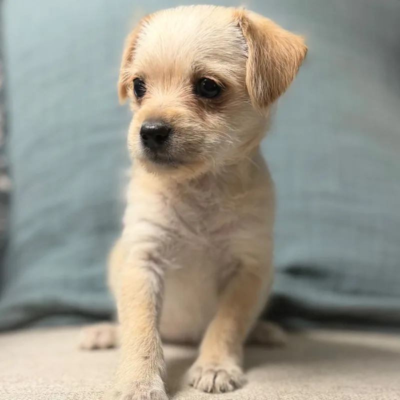 A baby small-sized female Yellow / Tan / Blond / Fawn Terrier dog named Brie for adoption in Las Vegas, NV