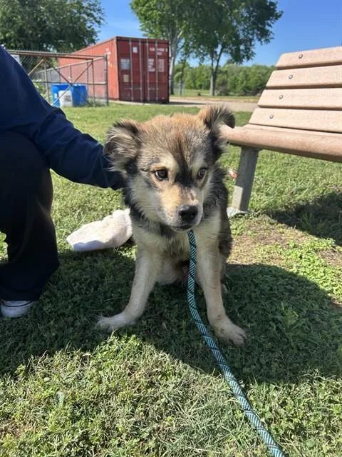 An adult medium-sized male Siberian Husky dog named Scooter for adoption in Pasadena, TX