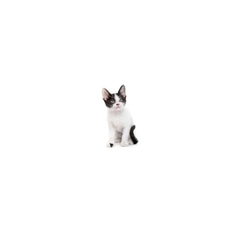 A baby small-sized female White Domestic Short Hair cat named Scrabble for adoption in Playa Vista, CA
