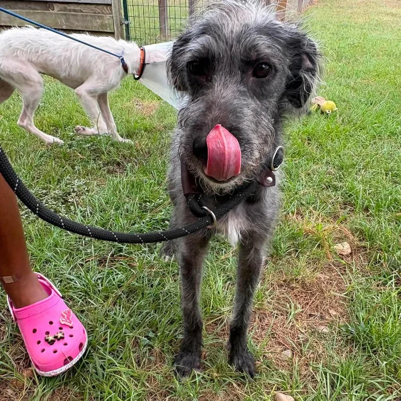 A young medium-sized female Mixed Breed dog named Juni for adoption in Houston, TX