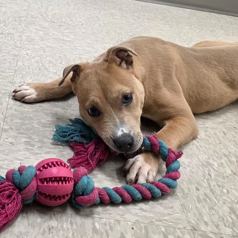 A baby medium-sized female Yellow / Tan / Blond / Fawn Mixed Breed dog named Krypton for adoption in Chatham, VA