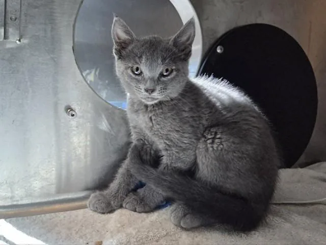 A baby small-sized male Domestic Short Hair cat named Smokey for adoption in Martinez, CA