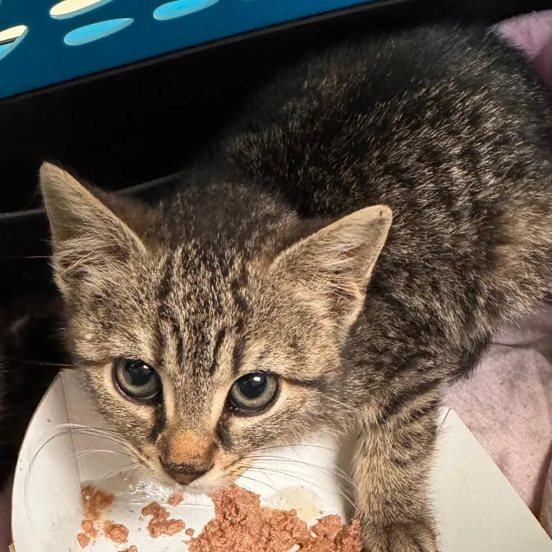 A baby small-sized female Brown / Chocolate Domestic Short Hair cat named Loki for adoption in Lynchburg, VA