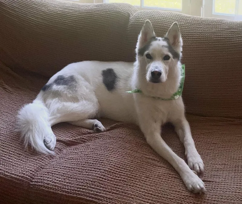 An adult medium-sized female Husky dog named Dottie for adoption in Los Angeles, CA