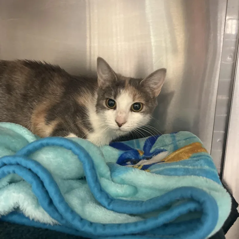 An adult medium-sized female Calico Domestic Short Hair cat named Marble Queen for adoption in Charlottesville, VA