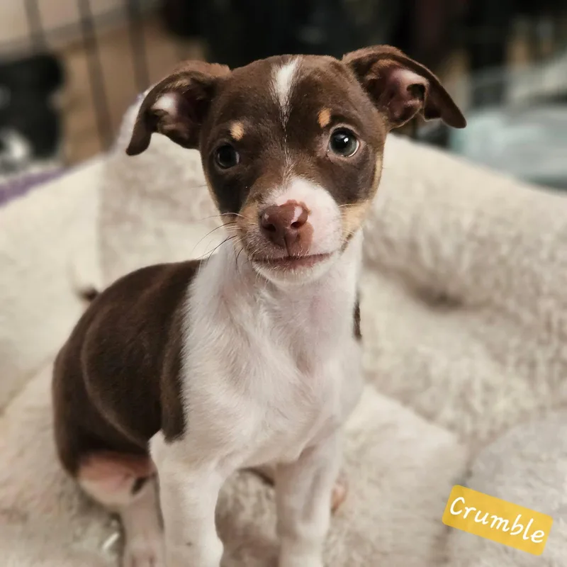 A baby small-sized male Brown / Chocolate Miniature Pinscher dog named Crumble for adoption in Lafayette, CA