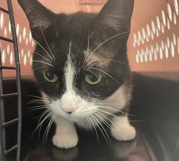 An adult medium-sized male Domestic Short Hair cat named Lovely for adoption in Ridgewood, NY