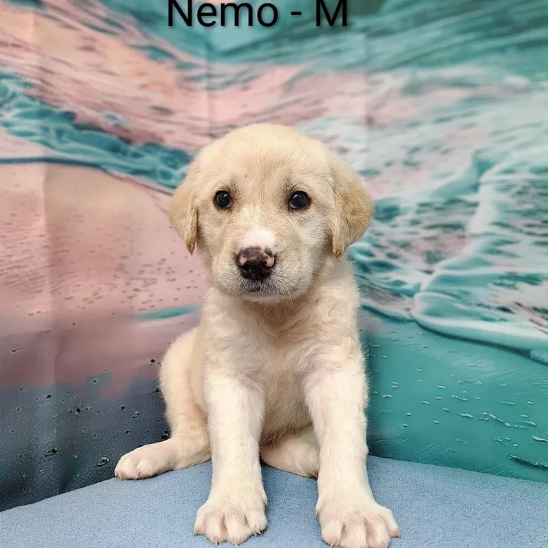 Nemo