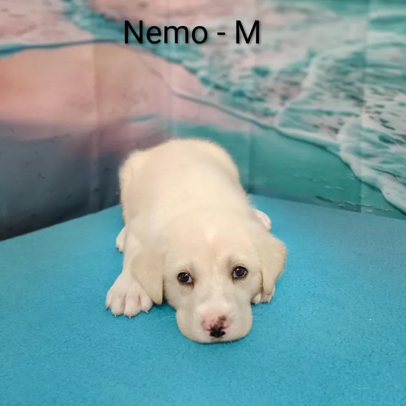 Nemo thumbnail 2