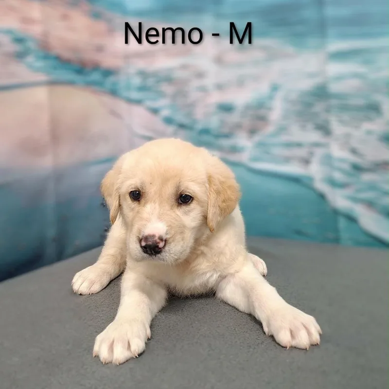 Nemo thumbnail 3