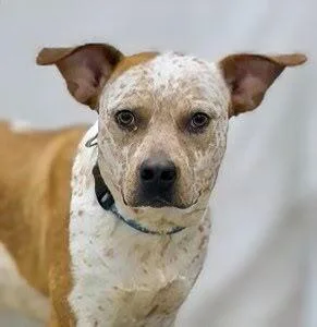 Bindi