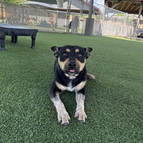 A young medium-sized male Black Cattle Dog dog named Pork for adoption in Vancouver, WA