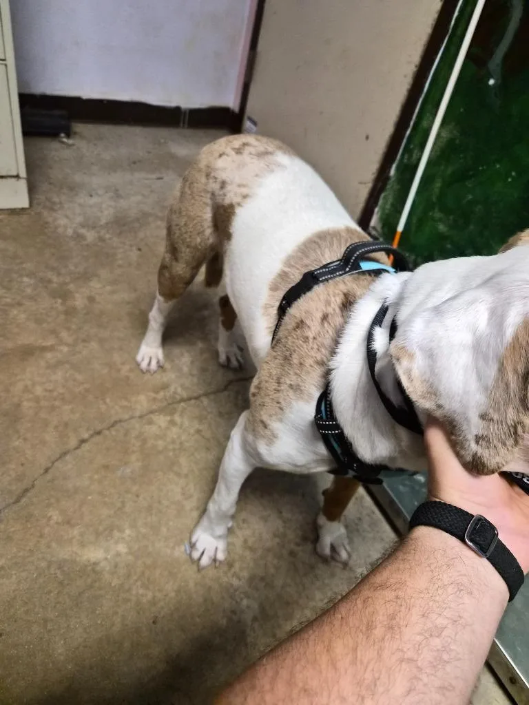 Clefairy thumbnail 2