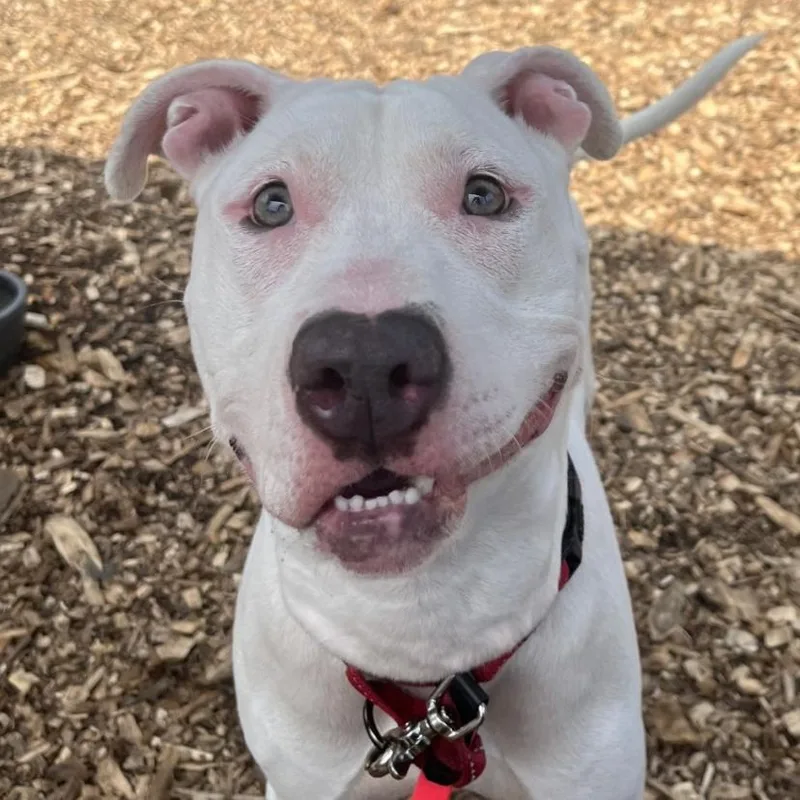 An adult small-sized female White / Cream Pit Bull Terrier dog named Dandelion for adoption in Briarcliff Manor, NY