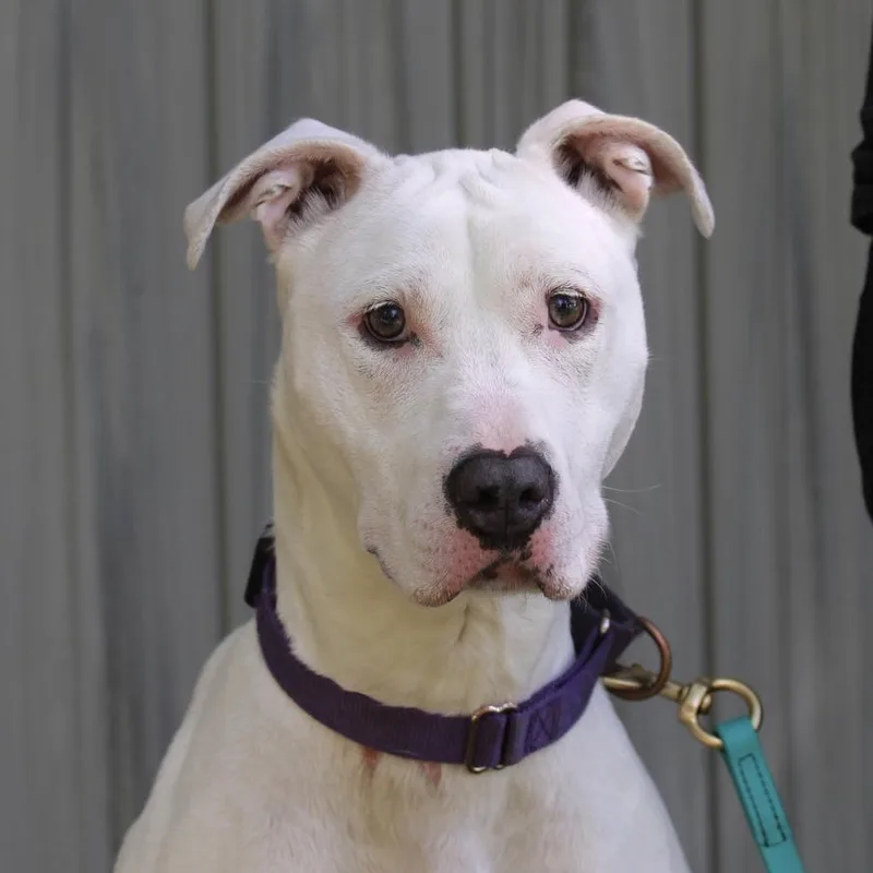 Dandelion thumbnail 2