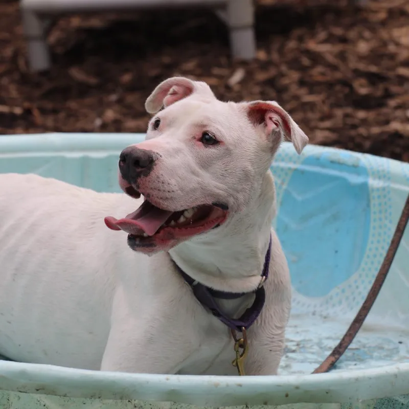 Dandelion thumbnail 3