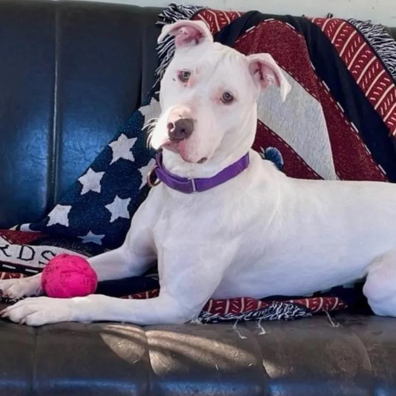 Dandelion thumbnail 4