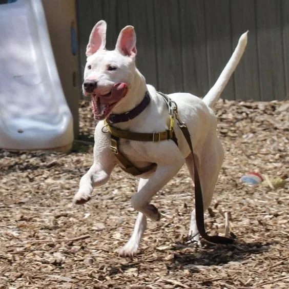 Dandelion thumbnail 5