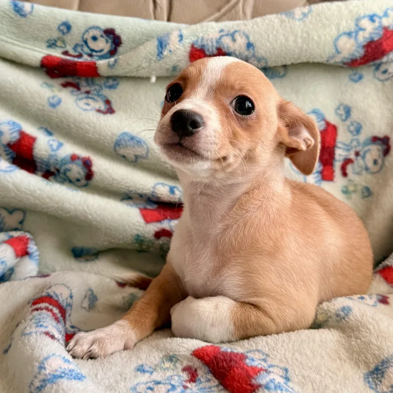 A baby small-sized female Apricot / Beige Chihuahua dog named Penny for adoption in modesto, CA