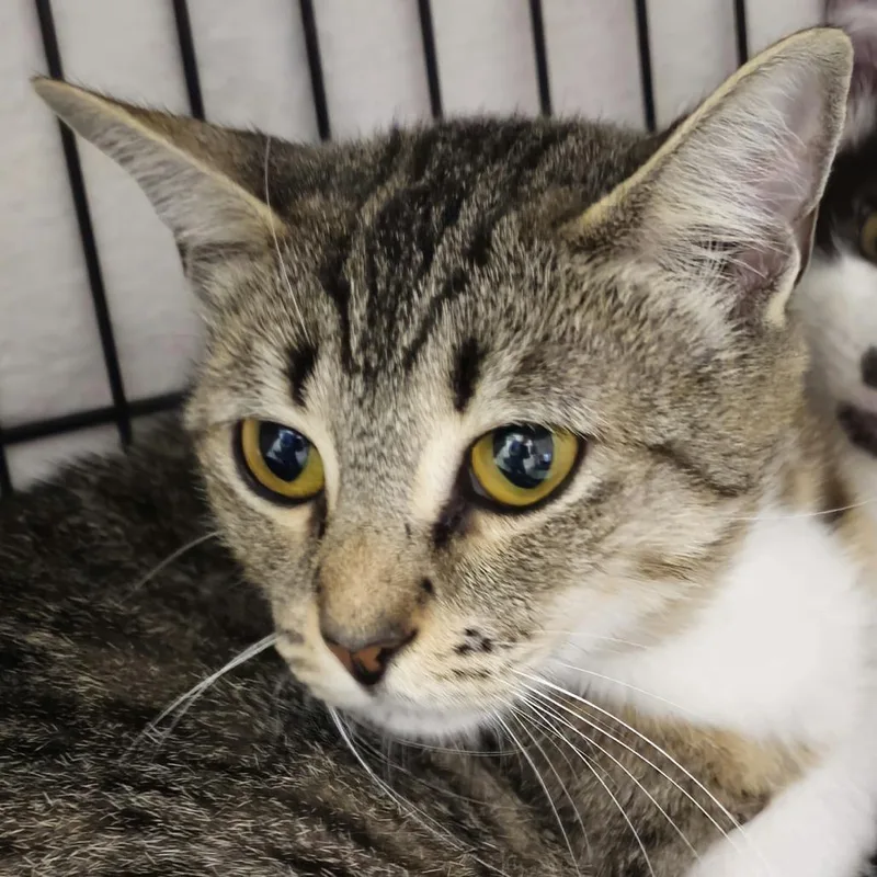An adult medium-sized female Domestic Short Hair cat named Liberty for adoption in Cumming, GA