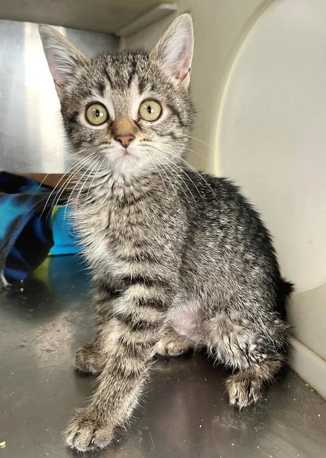 A baby medium-sized female Tabby cat named Mouse for adoption in Carrollton, GA