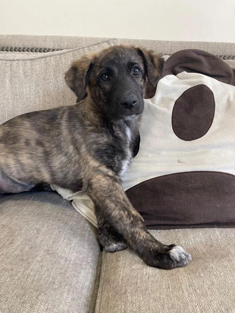 A baby large-sized female Mixed Breed dog named Brekken for adoption in Thousand Oaks, CA