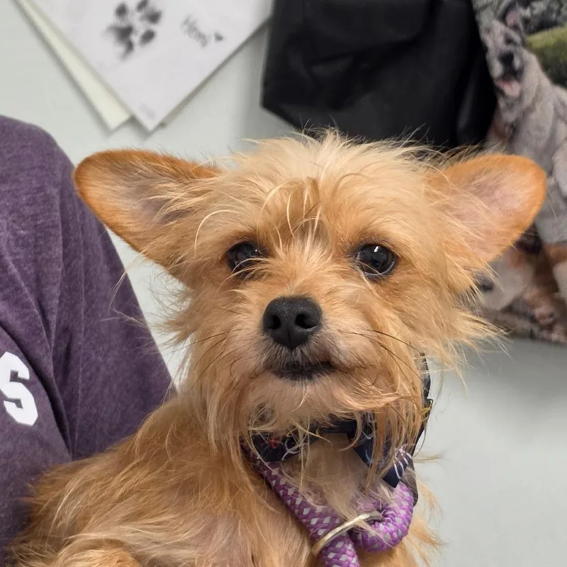 An adult small-sized male Yellow / Tan / Blond / Fawn Mixed Breed dog named Bubba for adoption in Troy, IL