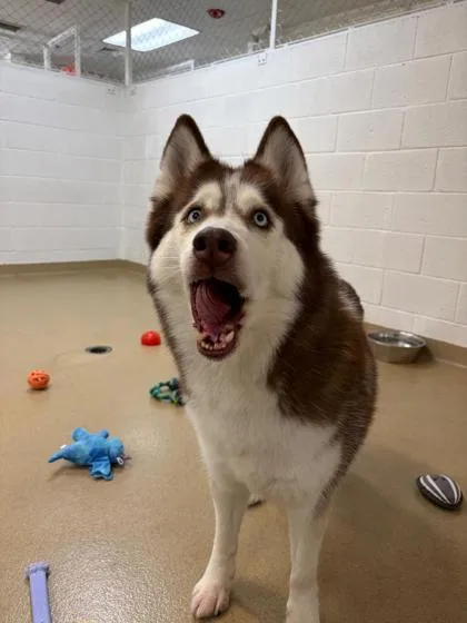 An adult large-sized female Siberian Husky dog named Snow for adoption in North Miami Beach, FL
