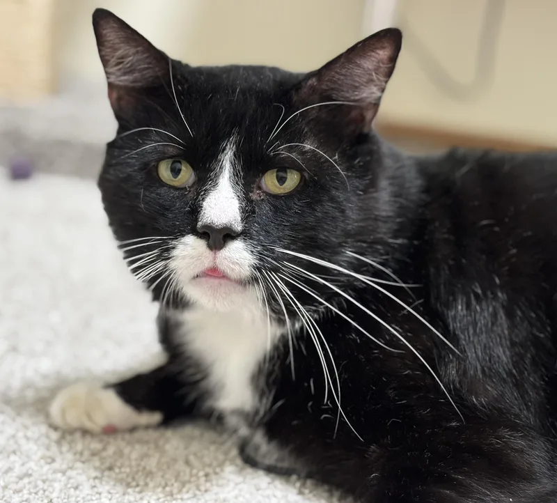 Mister The Magnificent!