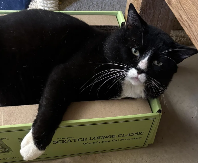 Mister The Magnificent! thumbnail 2