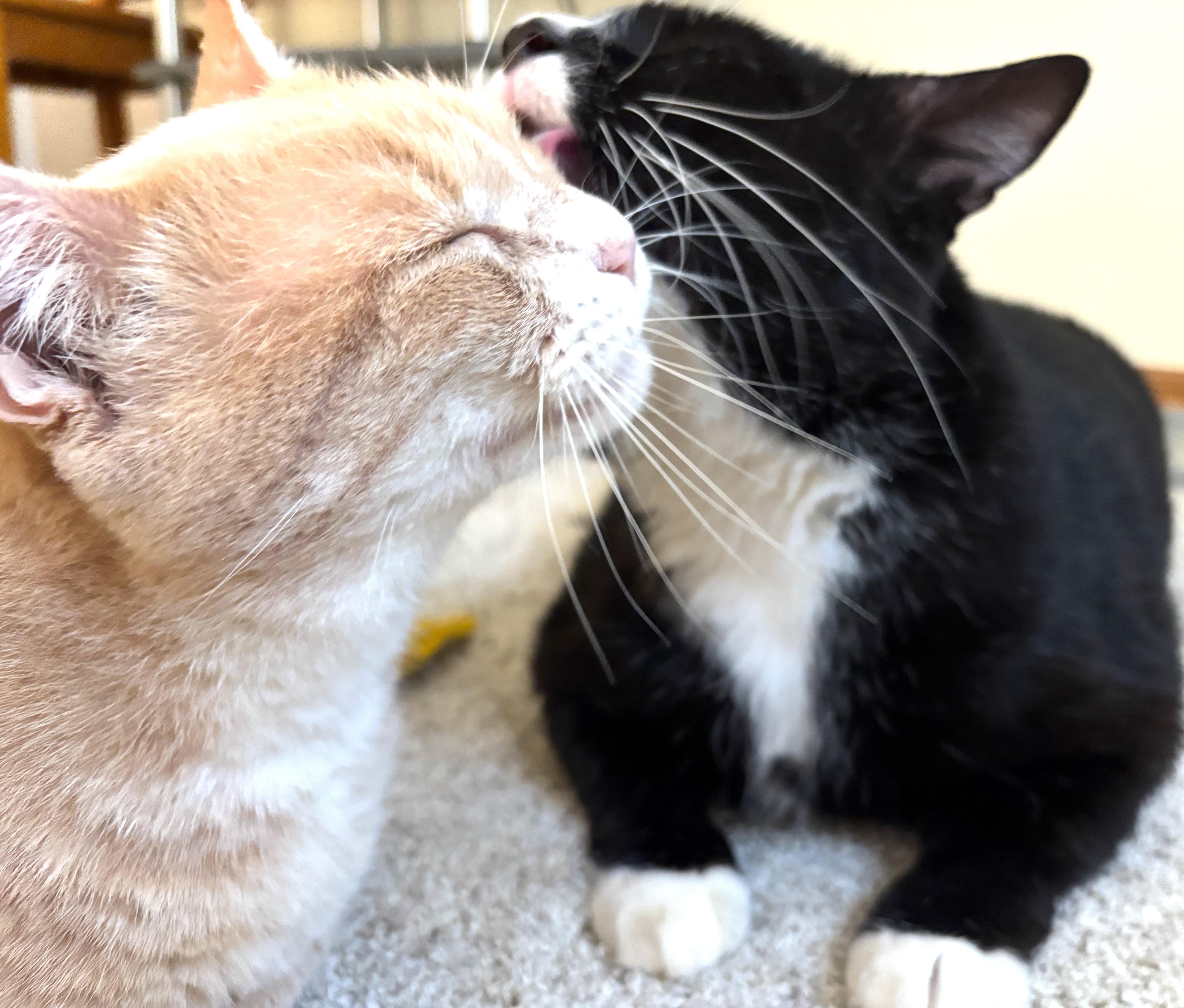 Mister The Magnificent! thumbnail 3