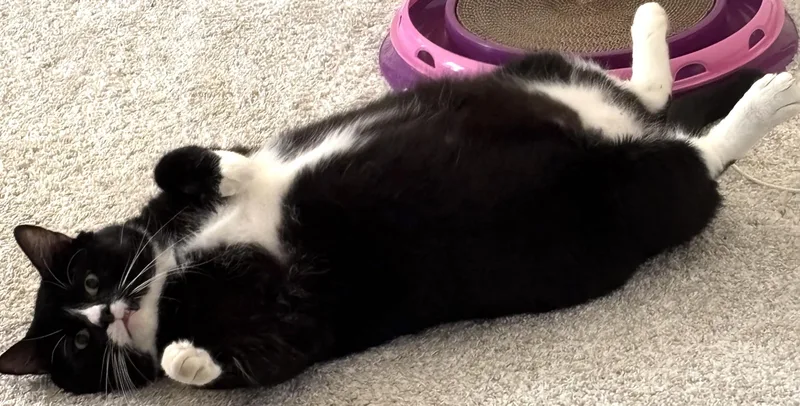 Mister The Magnificent! thumbnail 5