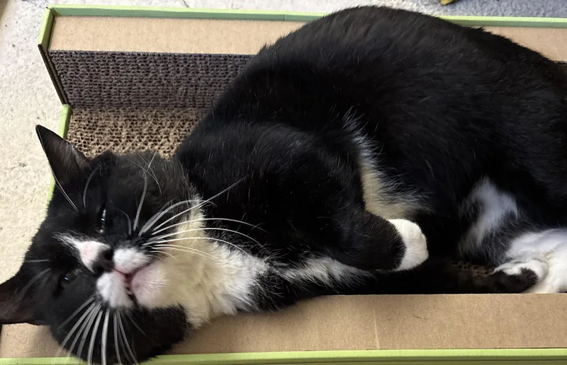 Mister The Magnificent! thumbnail 6