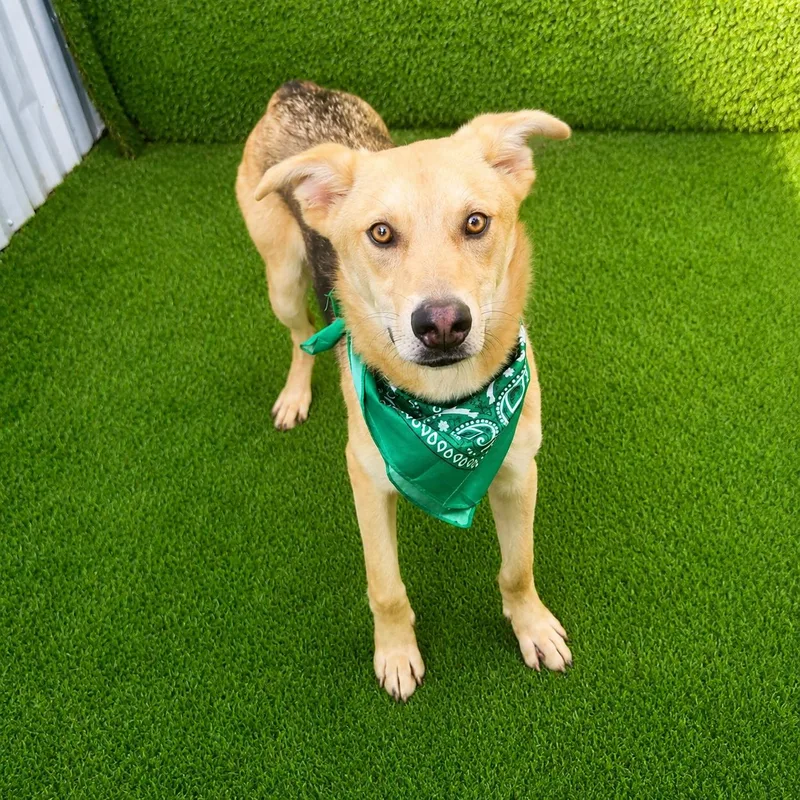 A young medium-sized male Apricot / Beige German Shepherd Dog dog named Teddy for adoption in Oak Point, TX