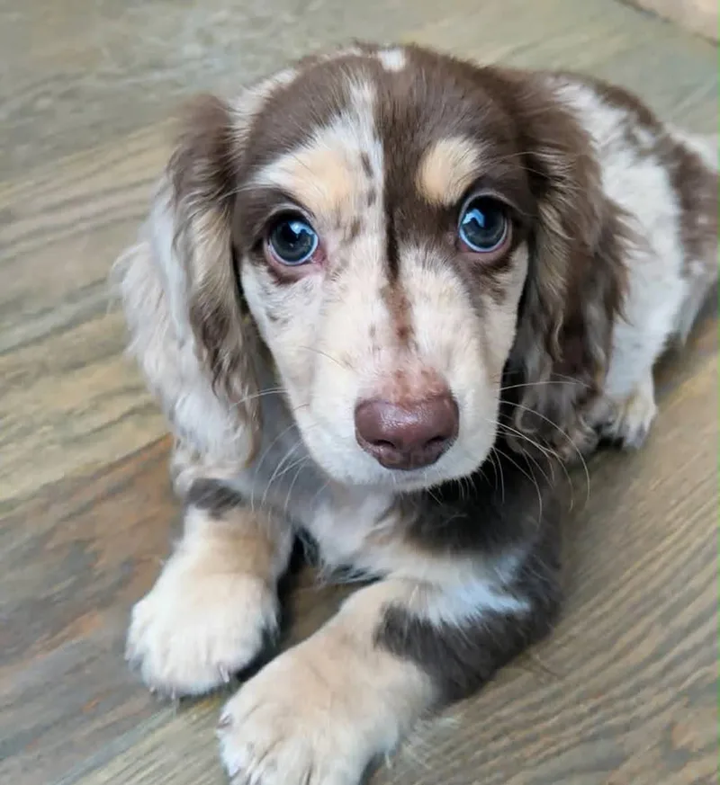 A young small-sized male Dachshund dog named Lightening for adoption in Kittanning, PA