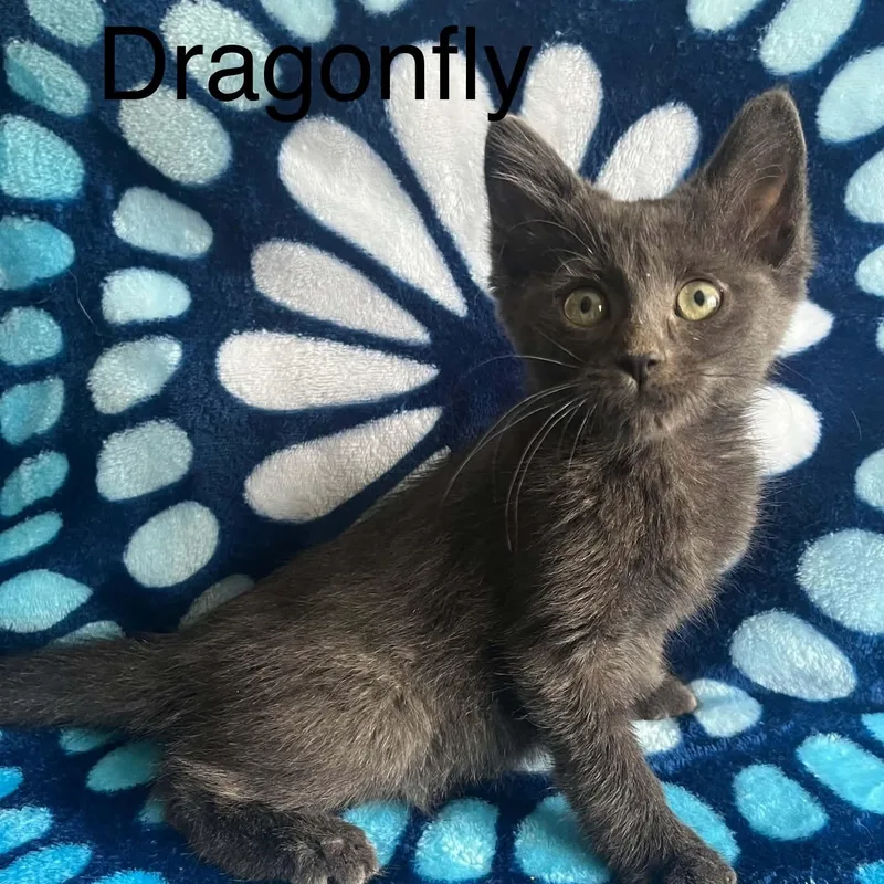 DragonFly