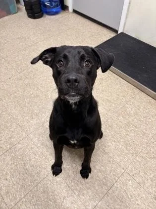 An adult large-sized male Labrador Retriever dog named Jacob for adoption in St. Anne, IL