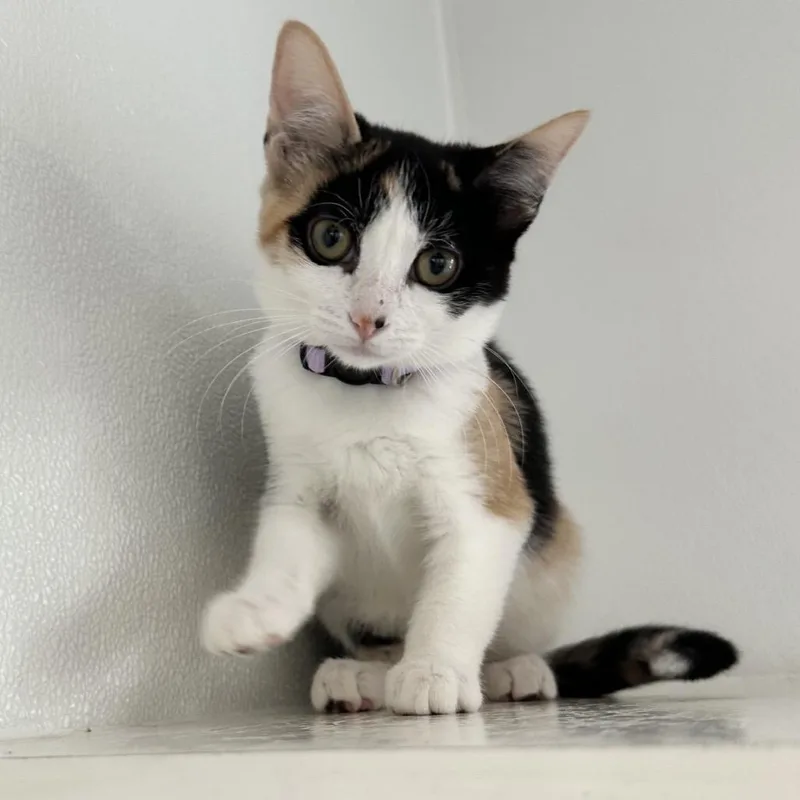 A baby small-sized female Calico Domestic Short Hair cat named Samoas PL for adoption in Union, MO
