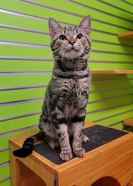 A young medium-sized male Domestic Short Hair cat named Calix for adoption in Saint Peters, MO
