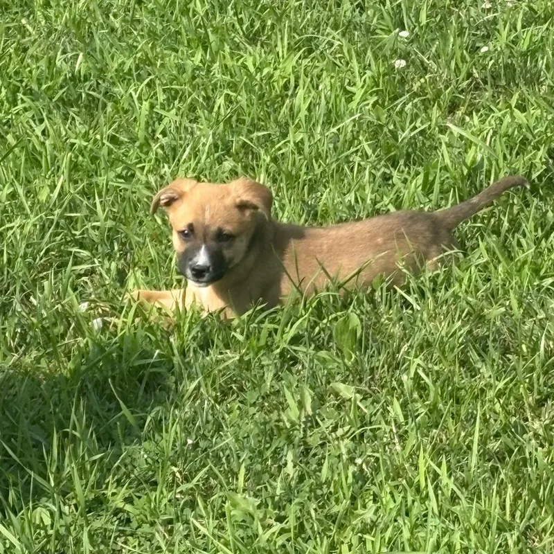 A baby medium-sized male Brown / Chocolate Mixed Breed dog named Nemo for adoption in Alma, WI