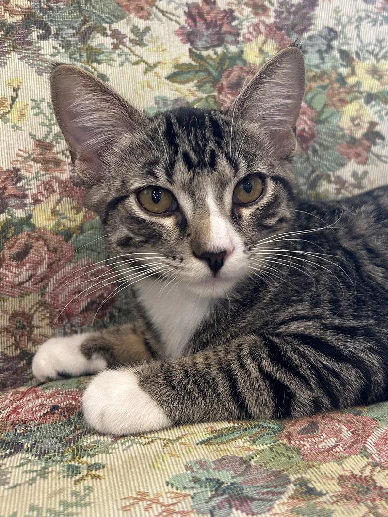 A baby medium-sized female Domestic Short Hair cat named Glammy.. for adoption in Plano, TX