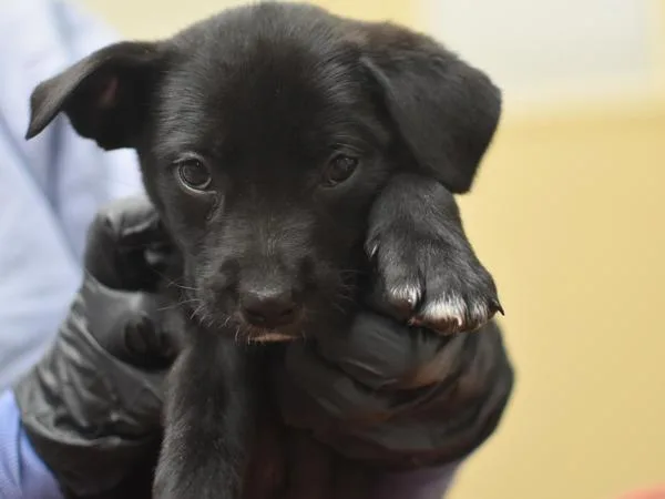 A baby small-sized female Terrier dog named Ava for adoption in Portland, OR